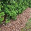 Priežu mizas mulča | Jaukta frakcija ar koksni līdz ≈60mm